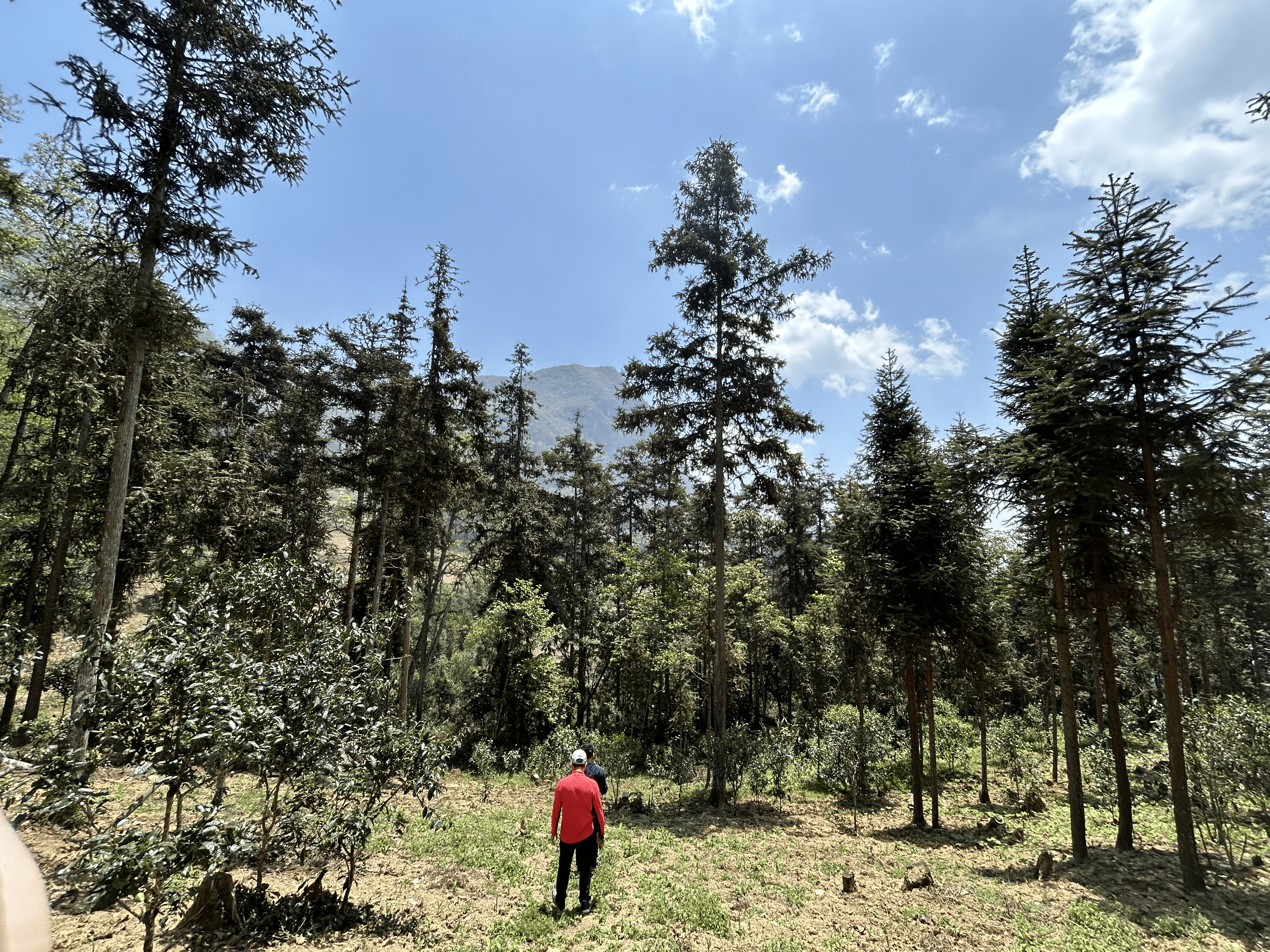 Into the Clouds: A Diary of Our 2025 Spring Harvest