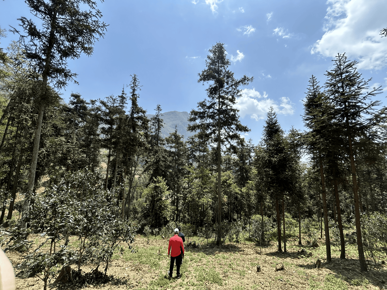 Into the Clouds: A Diary of Our 2025 Spring Harvest